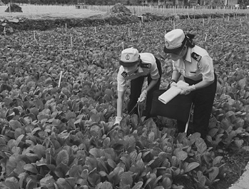 “菜篮子”安全 “果篮子”鲜美 深圳年均供港蔬菜63万吨 