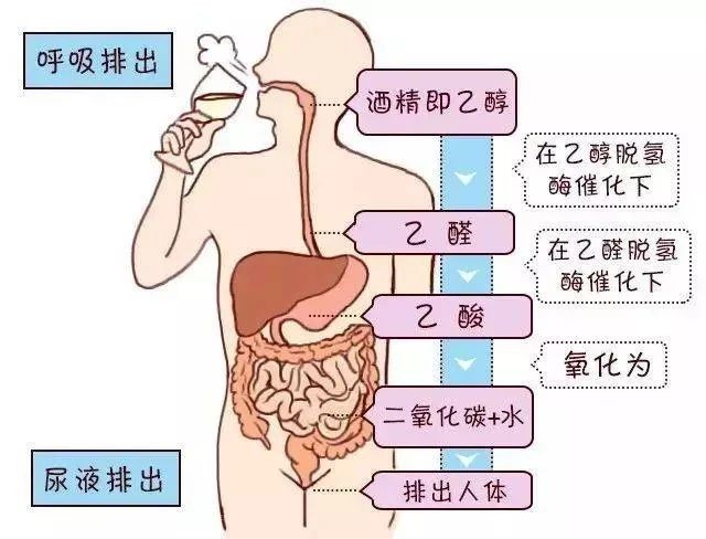 喝多了怎么快速解酒？酌小帮解酒饮有效吗？