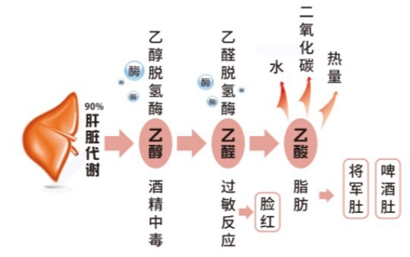 解酒产品真的靠谱吗？酌小帮黄精葛根复合肽有效吗？