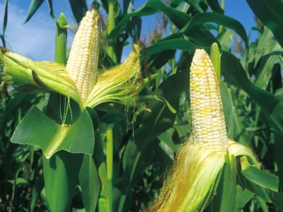 2022年玉米种子概念龙头股有哪些？真正的农业股龙头股有哪些？