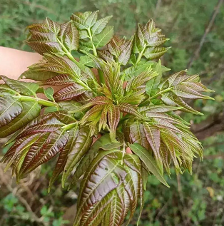 现在农村种植什么农作物赚钱？农村什么小生意最赚钱？