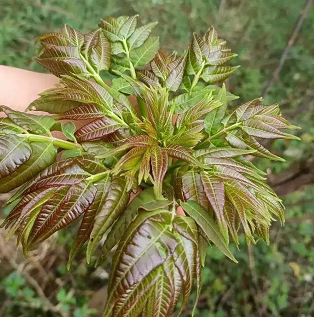 现在农村种植什么农作物赚钱？农村买什么机器赚钱？