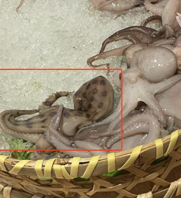 蓝环章鱼毒性是眼镜蛇的50倍 被咬会心脏麻痹而死亡