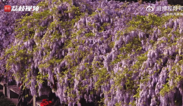 浙大一个走廊被紫藤花淹没 紫藤花的花语是什么？