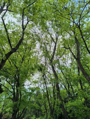 描写植物的现代诗有哪些？冰心写的繁星100首