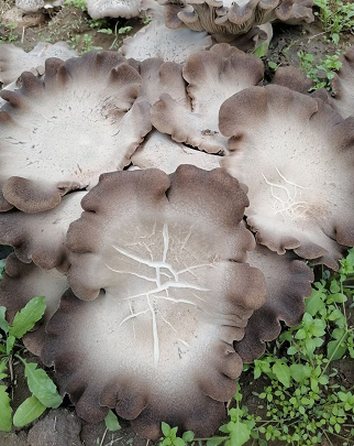 野生鸡枞菌多少一斤？新鲜鸡枞菌做汤的最佳吃法